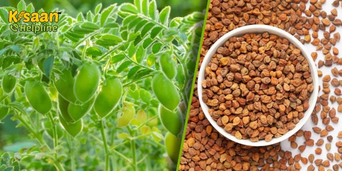 चने की पैदावार पर असर पड़ता है इस हानिकारक रोग से, जानिए इस रोग के लक्षण और रोकथाम के उपाय